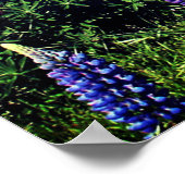 Bluebonnets Blue Flowers Texas Texan Floral Poster (Ecke)