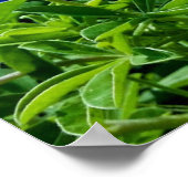 Bluebonnets Blue Flowers Texas Texan Floral Poster (Ecke)