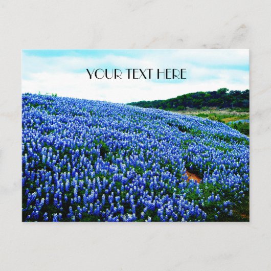 Bluebonnets Blue Flowers Texas texan Floral Postkarte (Vorderseite)