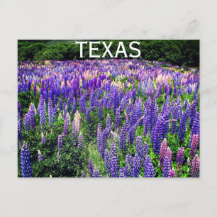Bluebonnets Blue Flowers Texas Texan Floral Postkarte