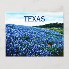 Bluebonnets Blue Flowers Texas Texan Floral Postkarte