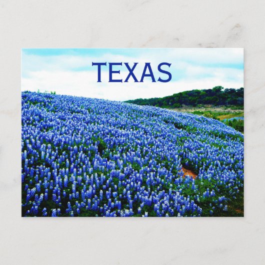 Bluebonnets Blue Flowers Texas Texan Floral Postkarte (Vorderseite)
