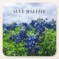 Bluebonnets Blue Flowers Texas Texan Floral