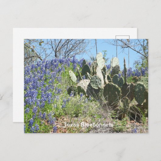 Bluebonnets & Cactus Postcard Postkarte (Vorne/Hinten)