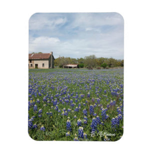 Bluebonnets Famous Texas House Magnet