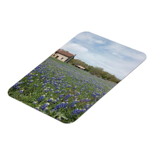 Bluebonnets Famous Texas House Magnet (Linke Seite)