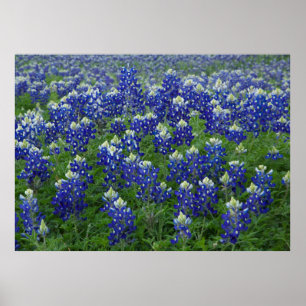 Bluebonnets-Feld-Plakat Poster