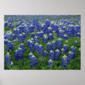 Bluebonnets-Feldposter Poster (Vorne)