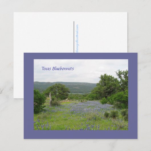 Bluebonnets in Texas Postkarte (Vorne/Hinten)
