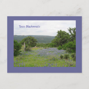 Bluebonnets in Texas Postkarte