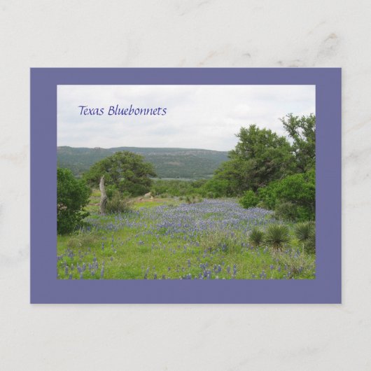 Bluebonnets in Texas Postkarte (Vorderseite)