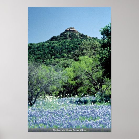 Bluebonnets, Llano, Texas, USA Poster (Vorne)