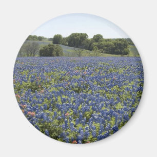 Bluebonnets-Magnet Magnet