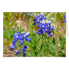 Bluebonnets Nah