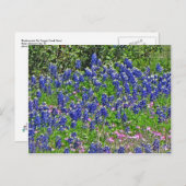 Bluebonnets on Yeager Creek Rd., Johnson City, TX Postkarte (Vorne/Hinten)