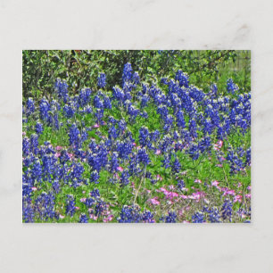 Bluebonnets on Yeager Creek Rd., Johnson City, TX Postkarte