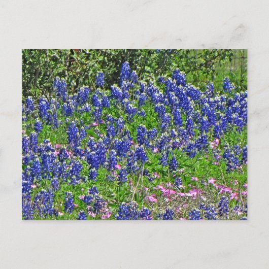 Bluebonnets on Yeager Creek Rd., Johnson City, TX Postkarte (Vorderseite)