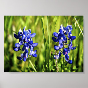 Bluebonnets-Plakat Poster