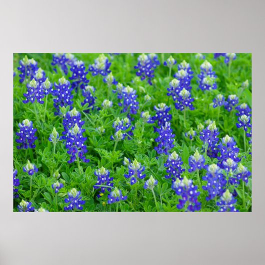 Bluebonnets Poster (Vorne)