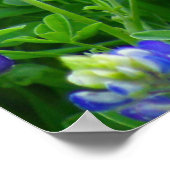 Bluebonnets Poster (Ecke)