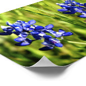 Bluebonnets Poster (Ecke)