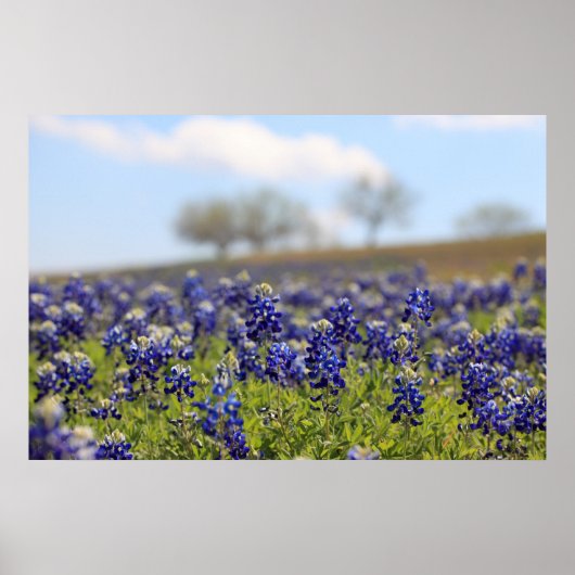 Bluebonnets-Poster Poster (Vorne)