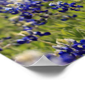 Bluebonnets-Poster Poster (Ecke)
