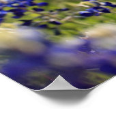 Bluebonnets-Poster Poster (Ecke)