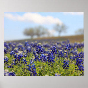 Bluebonnets-Poster Poster