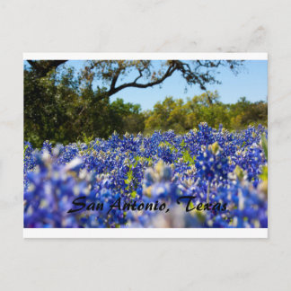 Bluebonnets Postkarte