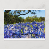 Bluebonnets Postkarte (Vorderseite)