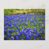 Bluebonnets Postkarte (Vorderseite)