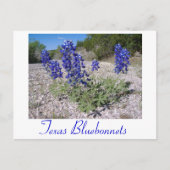 Bluebonnets Postkarte (Vorderseite)