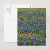 Bluebonnets Postkarte (Vorne/Hinten)