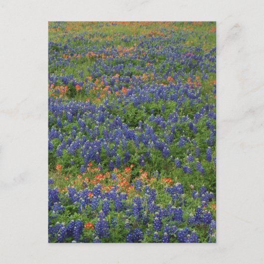 Bluebonnets Postkarte (Vorderseite)