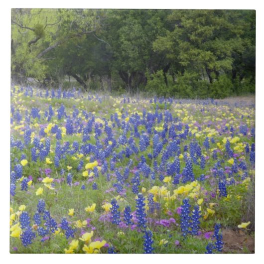 Bluebonnets, Primrose und Phlox Fliese (Vorderseite)