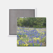 Bluebonnets, Primrose und Phlox Magnet (Vorderseite/Rückseite)