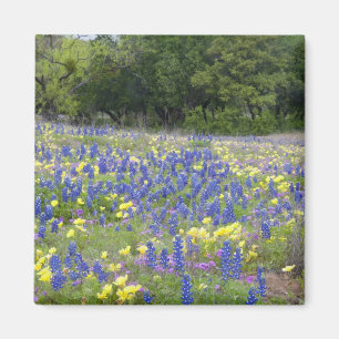 Bluebonnets, Primrose und Phlox Magnet