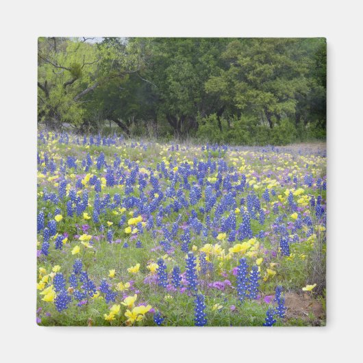 Bluebonnets, Primrose und Phlox Magnet (Vorne)