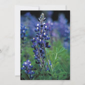 Bluebonnets Texas Blume Wildblume Hochzeit Einladung (Rückseite)