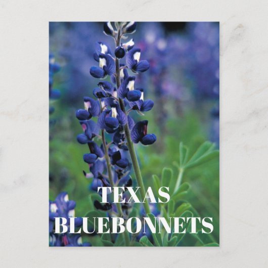 Bluebonnets Texas Staat Blume Blue Floral Lupine Postkarte (Vorderseite)