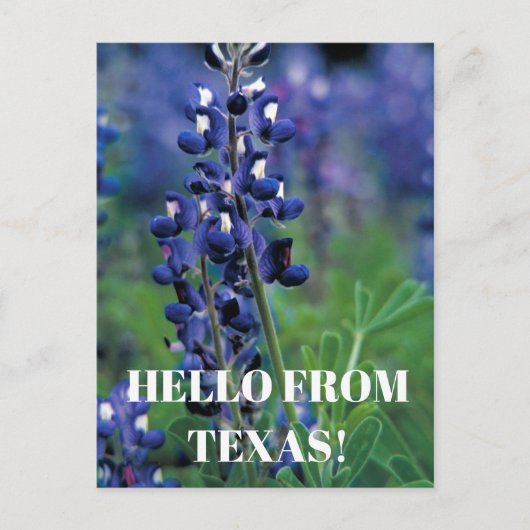 Bluebonnets Texas Staat Blume Blue Floral Lupine Postkarte (Vorderseite)