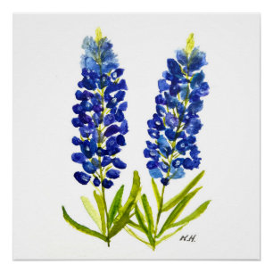 Bluebonnets Texas Staat Blume Lupine Poster