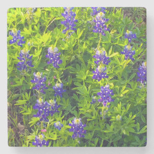 Bluebonnets Texas Staat Blume Wildblume Foto Steinuntersetzer