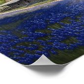 Bluebonnets und alter Stall in Texas Poster (Ecke)