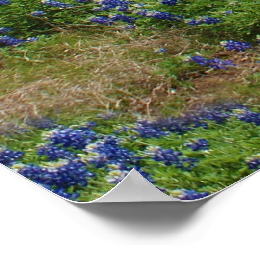 Bluebonnets und ein roter Stall Poster (Ecke)