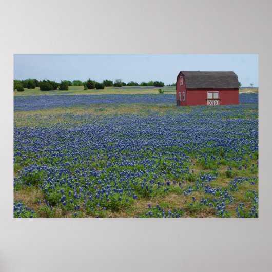 Bluebonnets und ein roter Stall Poster (Vorne)