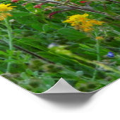 Bluebonnets und Indischer Pinsel - Panaoramaaufnah Poster (Ecke)