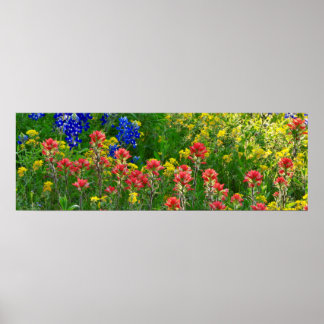 Bluebonnets und Indischer Pinsel - Panaoramaaufnah Poster