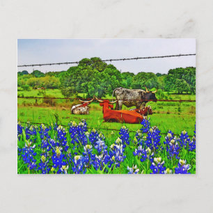 Bluebonnets und Longhorns, Texas Hill Country Postkarte